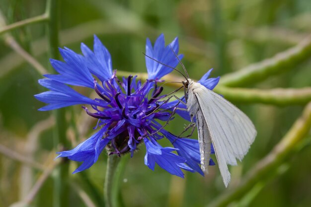 Photo un gros plan d'un papillon blanc sur une fleur de maïs bleue