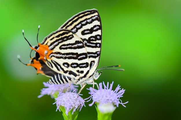 Gros plan papillon blanc à rayures noires et queue orange mangeant du nectar sur les fleurs d'herbe en Thaïlande, Club Silverline ou Spindasis syama terana