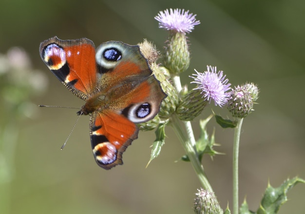 Photo un gros plan d'un papillon sur des chardons en fleurs à l'extérieur