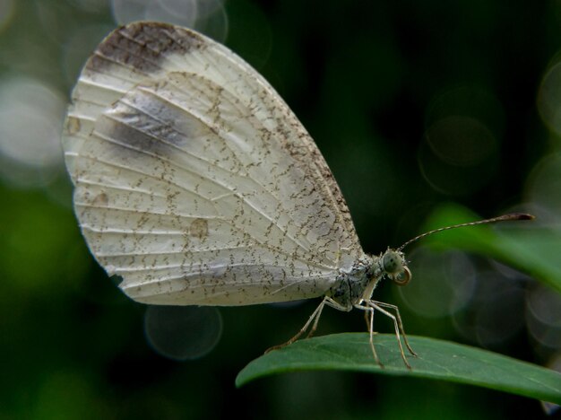 Gros plan d'un papillon debout dans une feuille verte par une journée ensoleillée