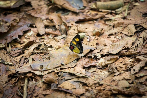 Photo un gros plan d'un papillon sur une feuille d'automne