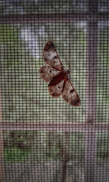 Un gros plan d'un papillon sur une feuille en cage