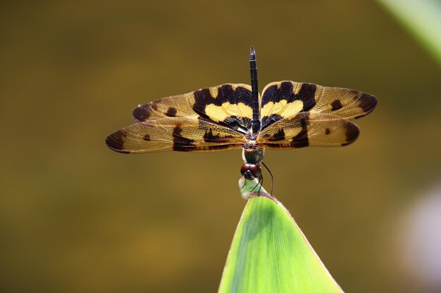 Photo un gros plan d'un papillon sur une feuille