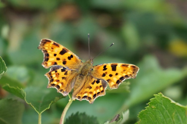 Photo un gros plan d'un papillon sur une feuille