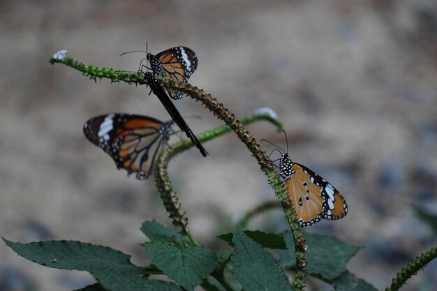 Photo un gros plan d'un papillon sur une feuille