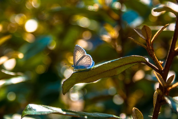 Photo un gros plan d'un papillon sur une feuille