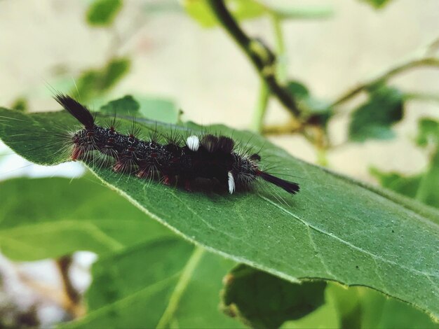 Photo un gros plan d'un papillon sur une feuille