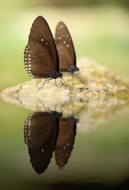 Photo un gros plan d'un papillon sur une feuille