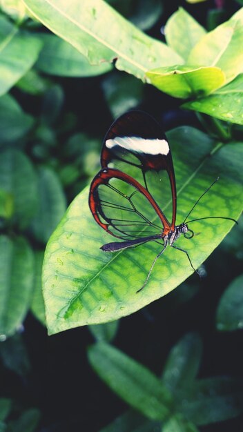 Un gros plan d'un papillon sur une feuille