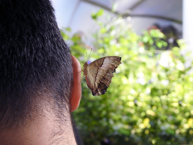 Photo un gros plan d'un papillon sur une feuille