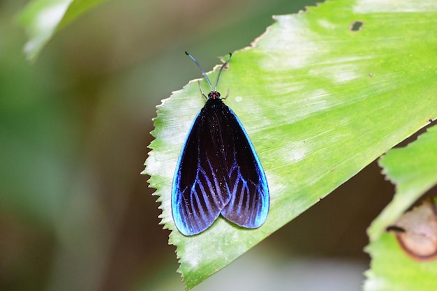 Un gros plan d'un papillon sur une feuille