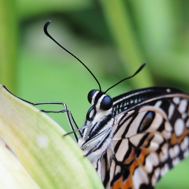 Un gros plan d'un papillon sur une feuille