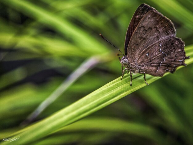 Photo un gros plan d'un papillon sur une feuille