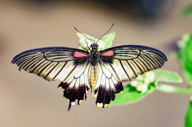 Photo un gros plan d'un papillon sur une feuille