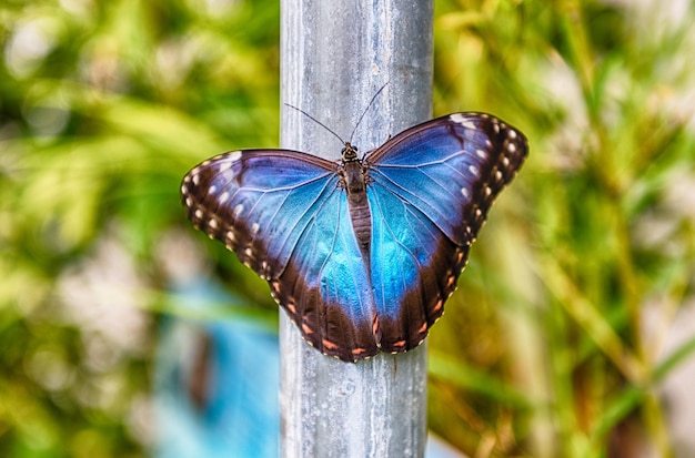 Un gros plan d'un papillon sur une feuille