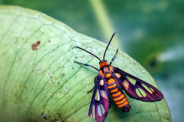 Gros plan, de, papillon, sur, a, feuille