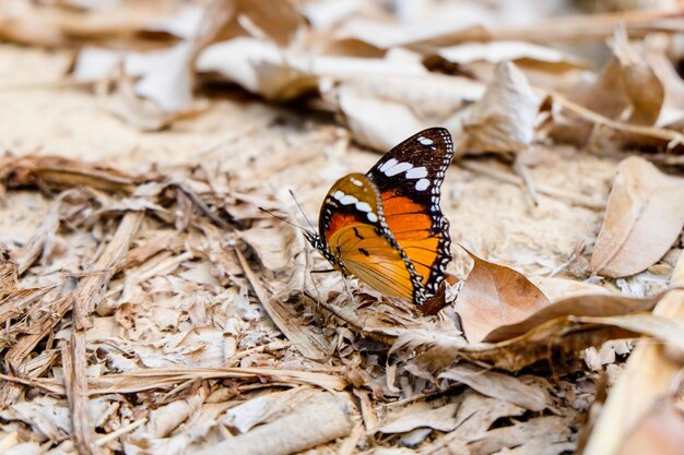 Photo un gros plan d'un papillon sur des feuilles sèches