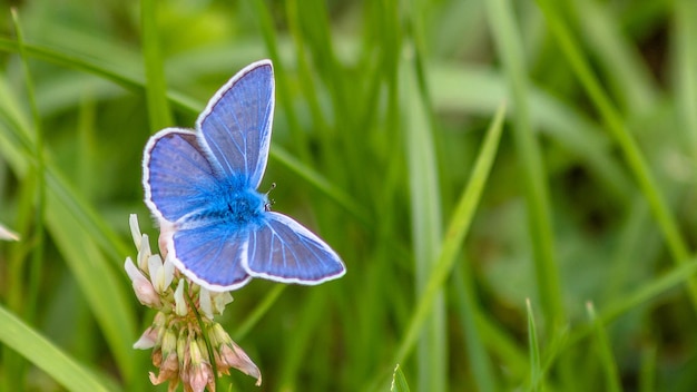 Photo un gros plan d'un papillon sur une fleur bleue