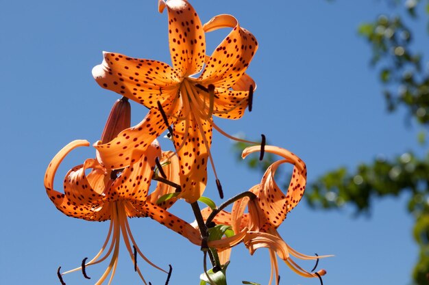 Un gros plan d'un papillon en fleur contre le ciel bleu