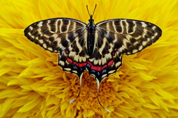 Photo un gros plan d'un papillon sur une fleur jaune