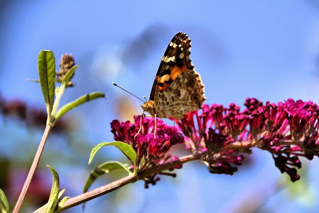 Photo un gros plan d'un papillon sur une fleur rose dans le jardin