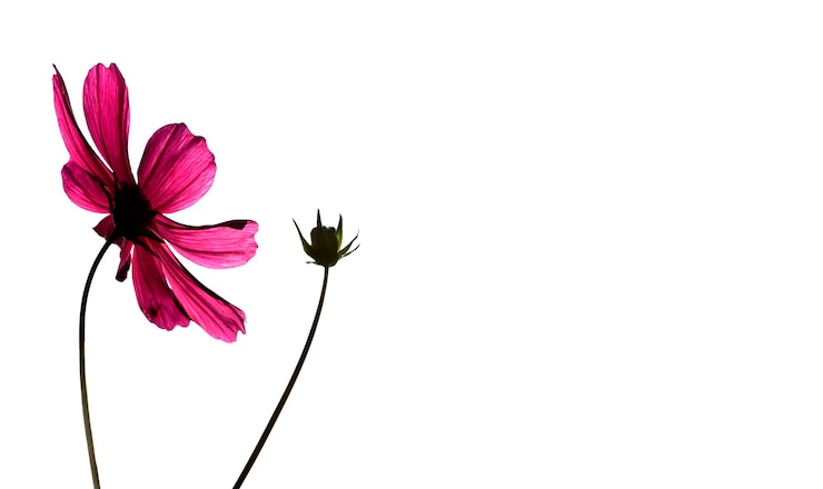 Photo un gros plan d'un papillon sur une fleur rose