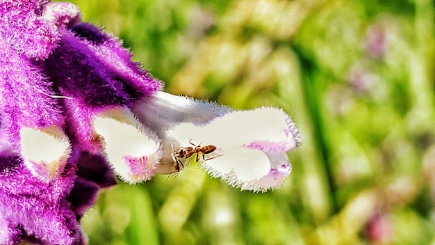 Photo un gros plan d'un papillon sur une fleur rose