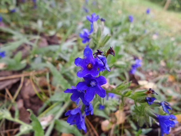 Photo un gros plan d'un papillon sur une fleur violette