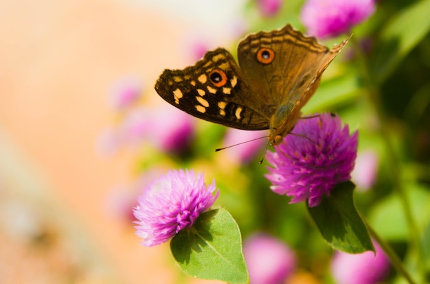 Photo un gros plan d'un papillon sur une fleur violette