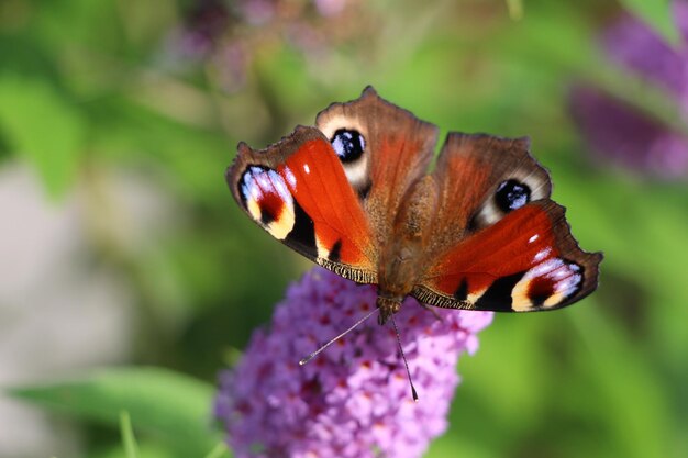 Photo un gros plan d'un papillon sur une fleur violette