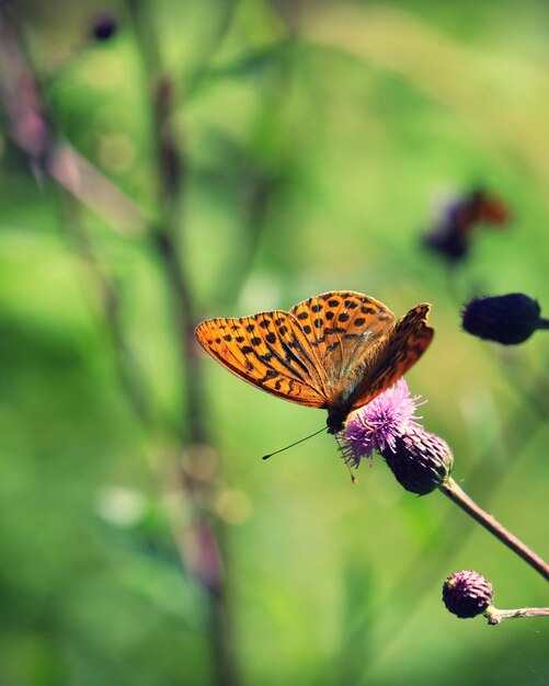 Un gros plan d'un papillon sur une fleur violette