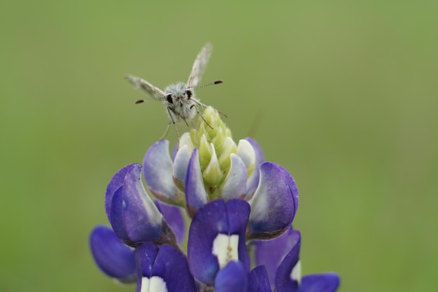 Photo un gros plan d'un papillon sur une fleur