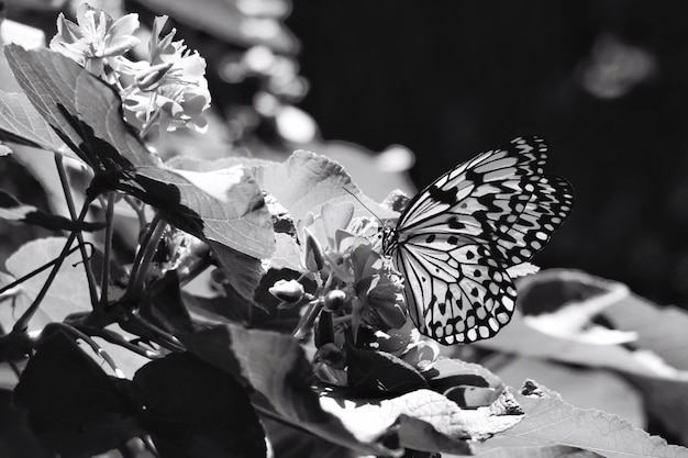 Photo un gros plan d'un papillon sur une fleur