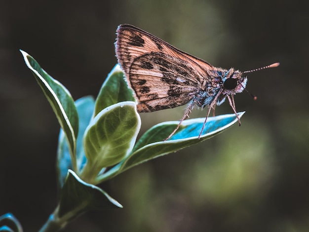 Photo un gros plan d'un papillon sur une fleur