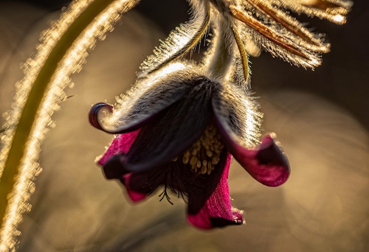 Photo un gros plan d'un papillon sur une fleur