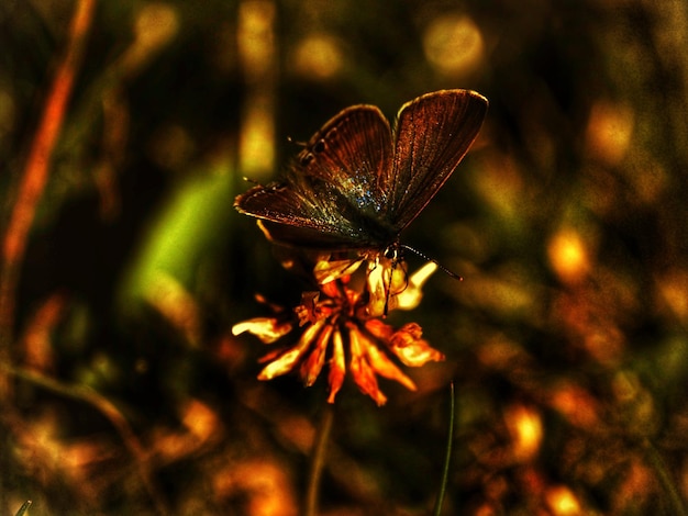 Photo un gros plan d'un papillon sur une fleur