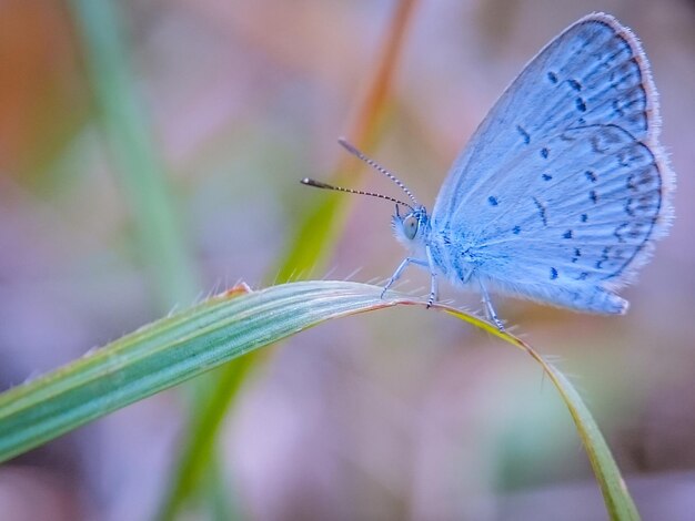 Photo un gros plan d'un papillon sur une fleur