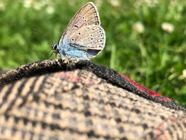 Un gros plan d'un papillon sur une fleur