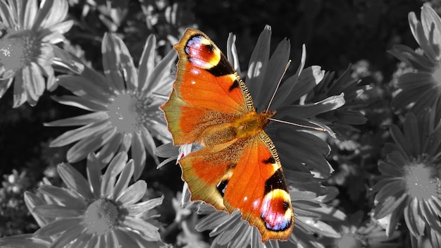 Photo un gros plan d'un papillon sur une fleur