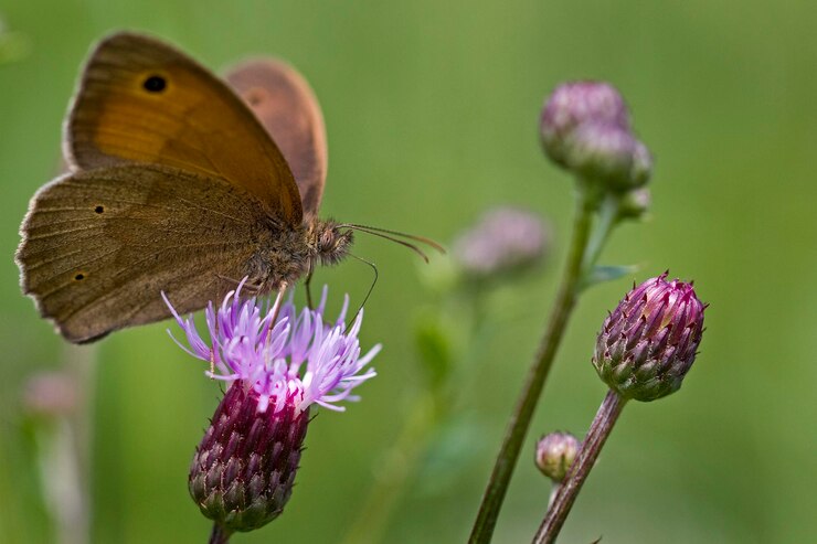 Photo un gros plan d'un papillon sur des fleurs