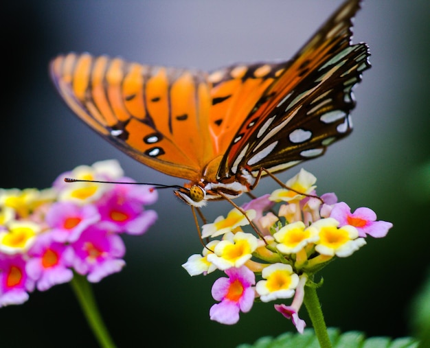 Un gros plan d'un papillon sur des fleurs