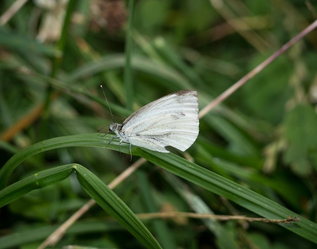 Photo un gros plan d'un papillon sur l'herbe