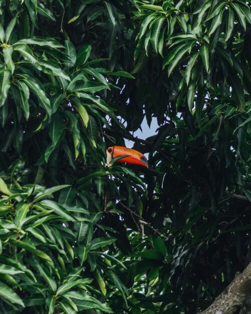 Photo un gros plan d'un papillon orange sur une plante