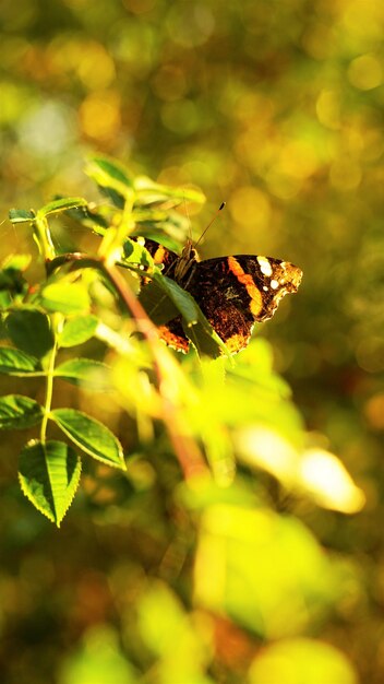 Photo un gros plan d'un papillon perché sur une feuille