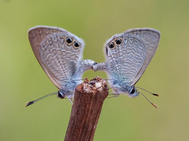 Un gros plan d'un papillon perché sur une feuille