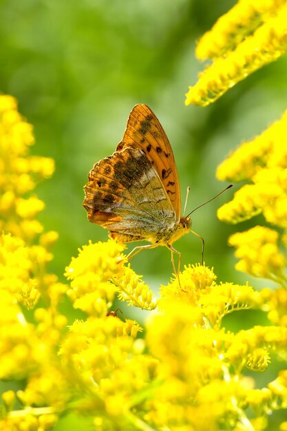 Un gros plan d'un papillon perché sur une fleur jaune