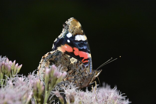 Photo un gros plan d'un papillon perché sur une fleur