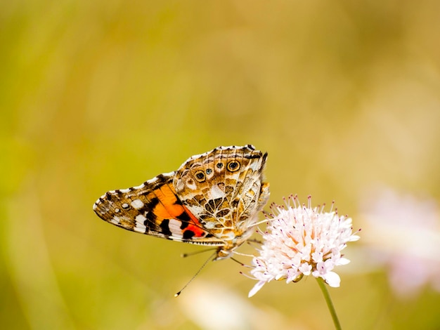 Un gros plan d'un papillon perché sur une fleur