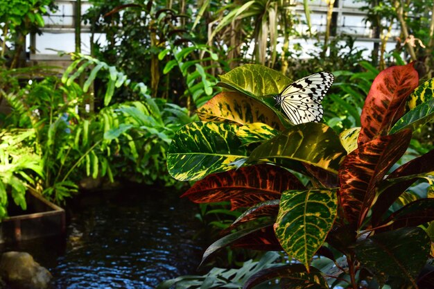 Photo un gros plan d'un papillon perché sur une plante