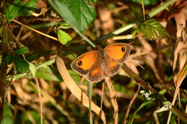 Un gros plan d'un papillon perché sur une plante